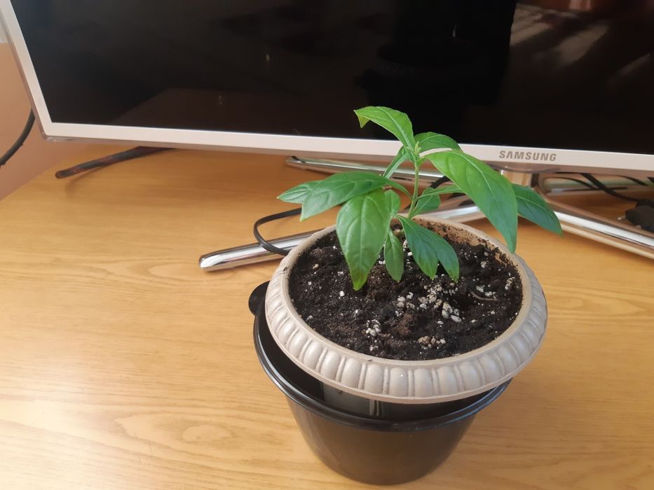 Клеродендрум, пахистахис, фуксия