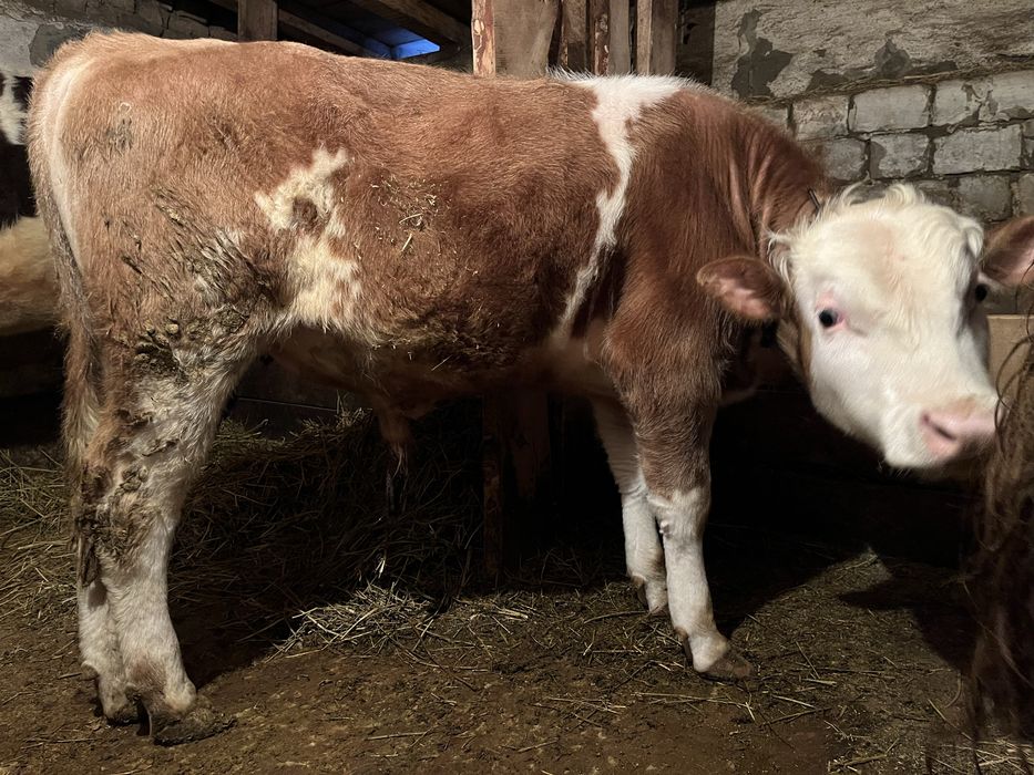 Продается бычок 1 год