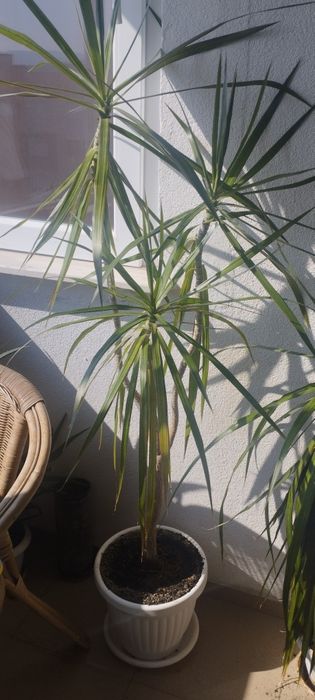 Голяма  и здрава драцена