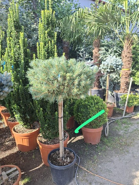 Plante ornamentale ptr gradina