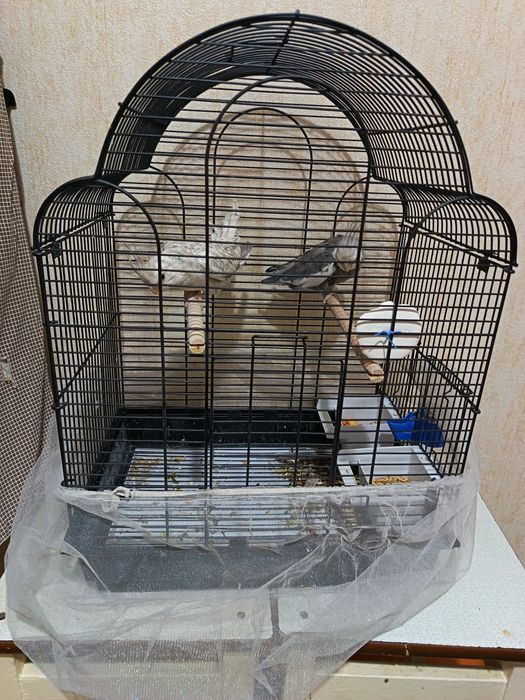 Пара папугаев карелла