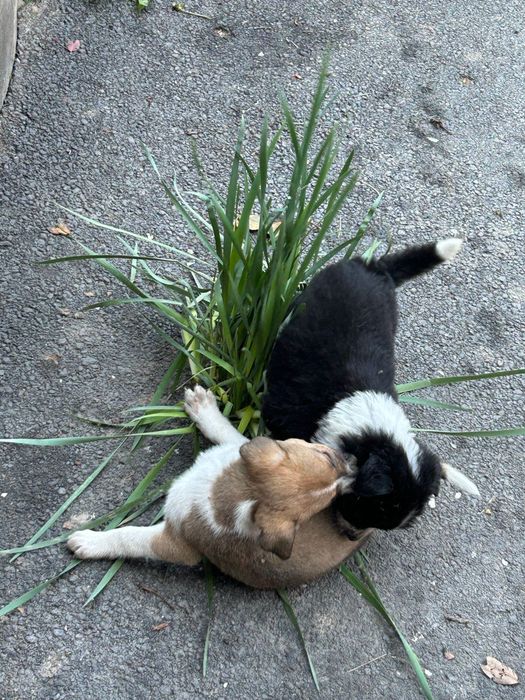 Щенков дворняжки