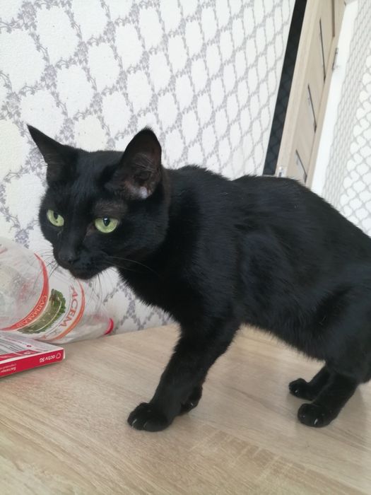 Кошку заберите милую