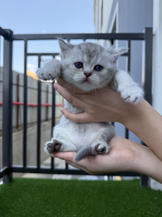 Scottish straight chinchilla original
