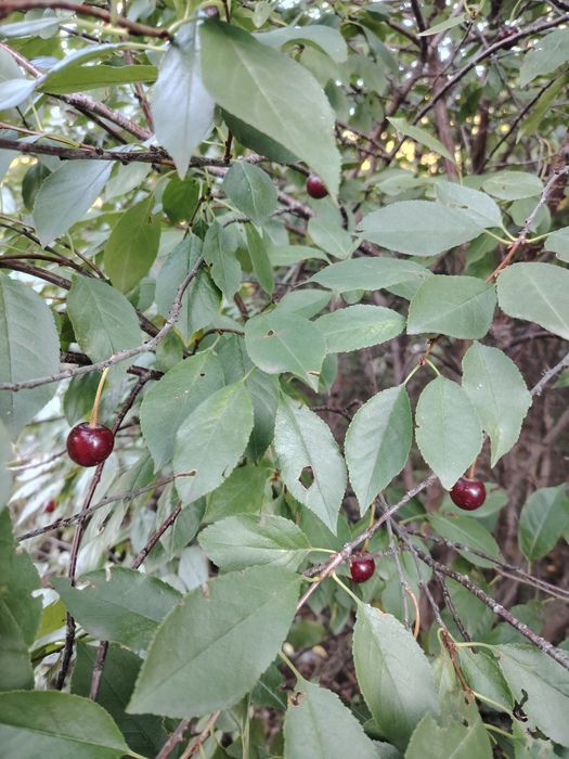 Продаётся дом район жби