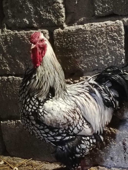 Vand wiandot Auriu /Argintiu