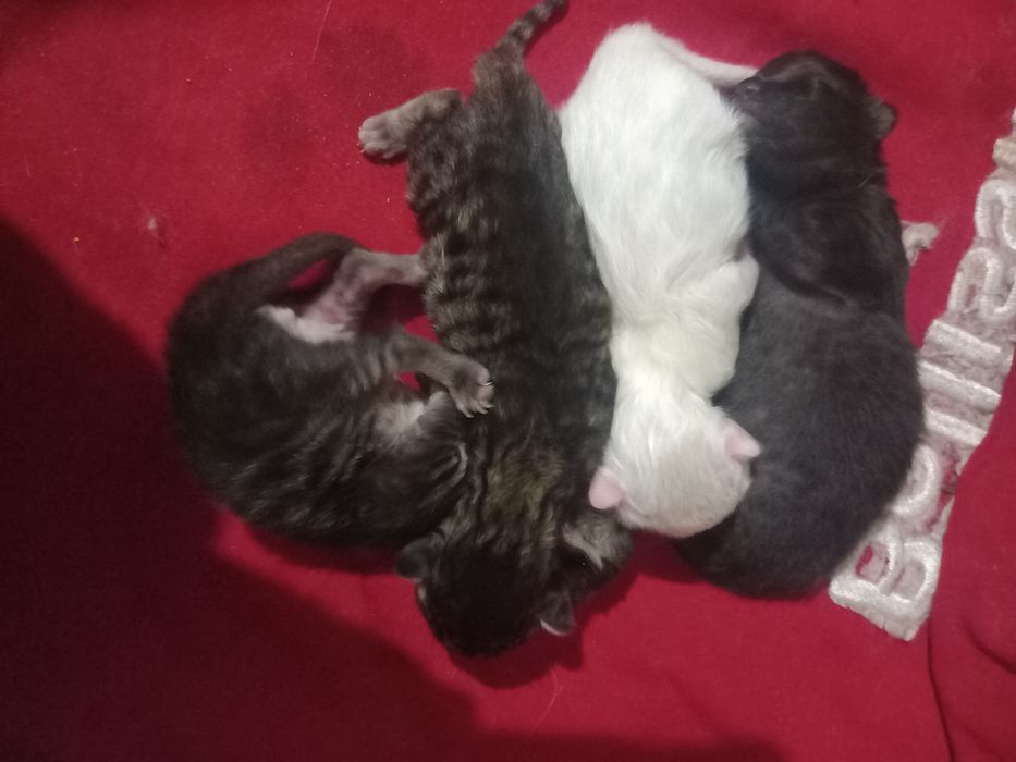 Котята отдам даром
