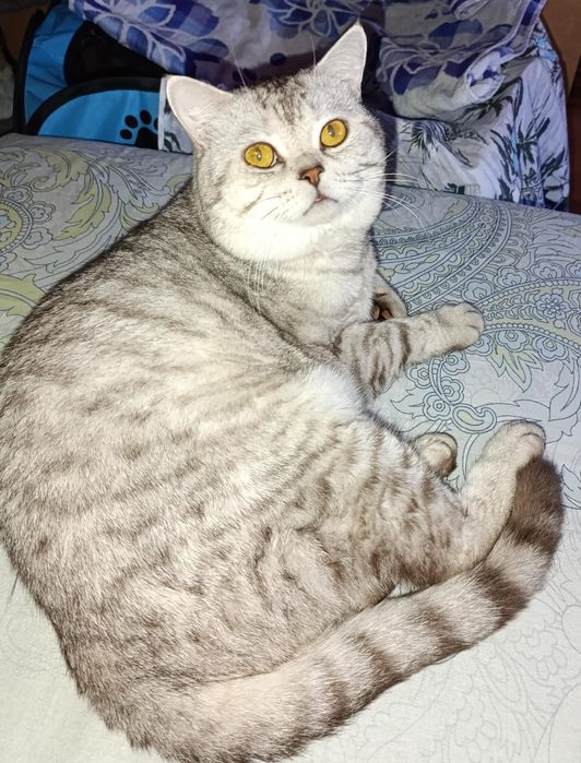 Котята Шотландские