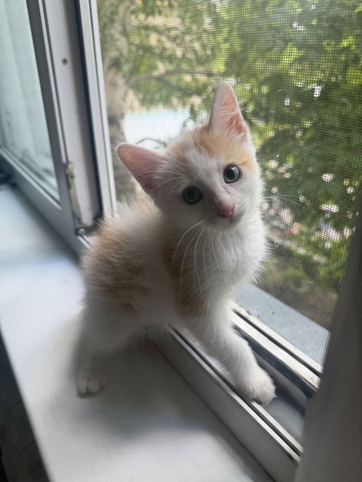 котенок (мальчик)