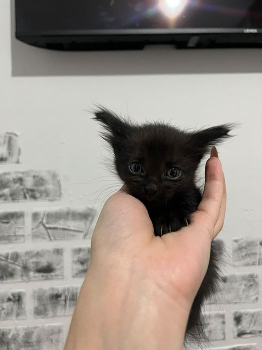 Отдам в добрые руки котят