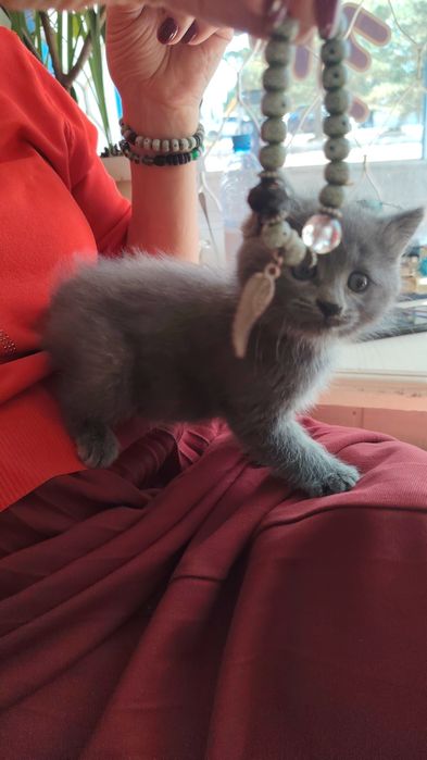 Котёнок маленький