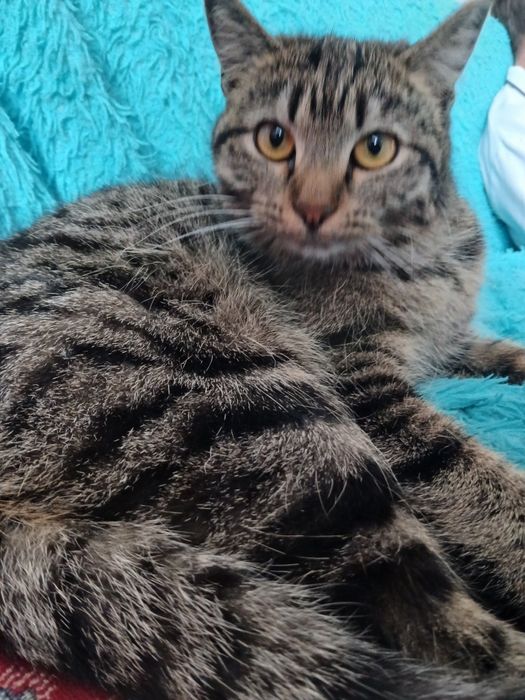 От дам кошечку в добрые руки