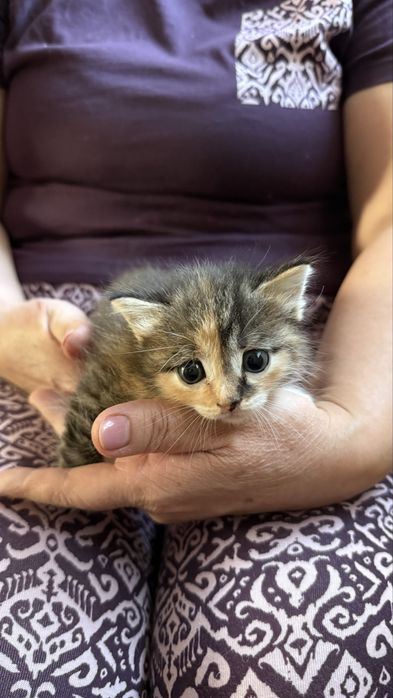 Котята ,мальчик и девочка