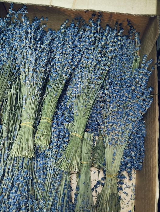 Lavanda uscate..