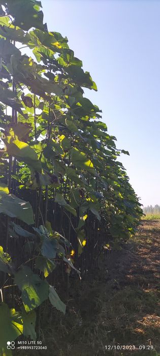 Pavloniya FTE sifatli va hamyonbop