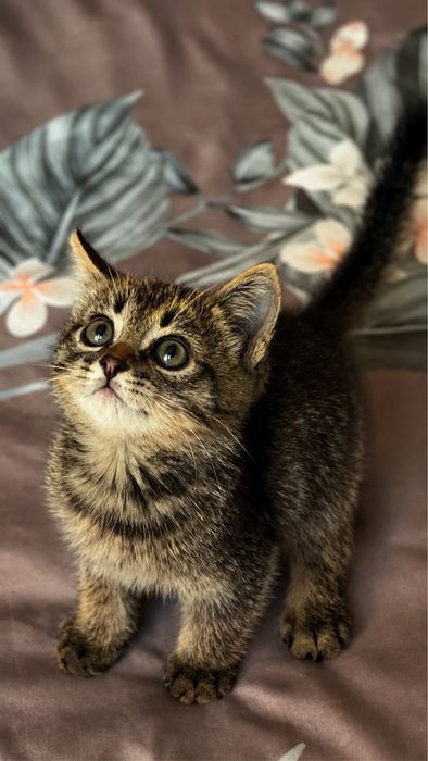 Самый милый котенок