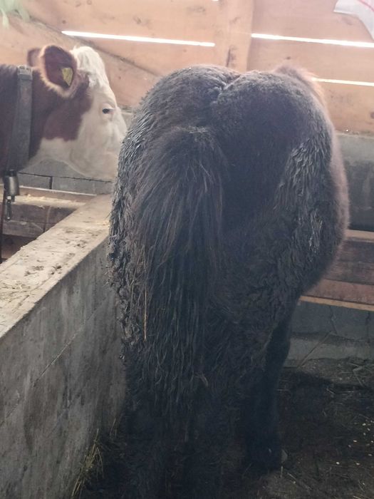 Vând poneiță și mânz