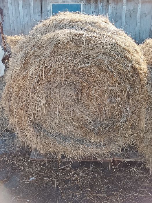 Продам сено хорошое