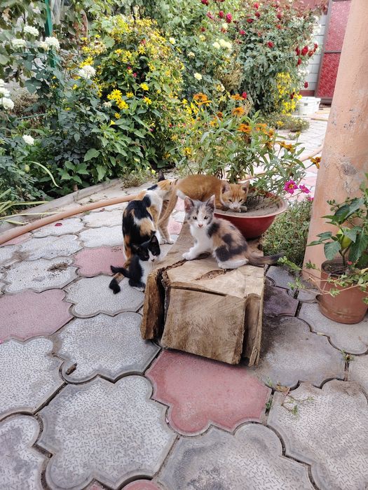 Котята бесплатно