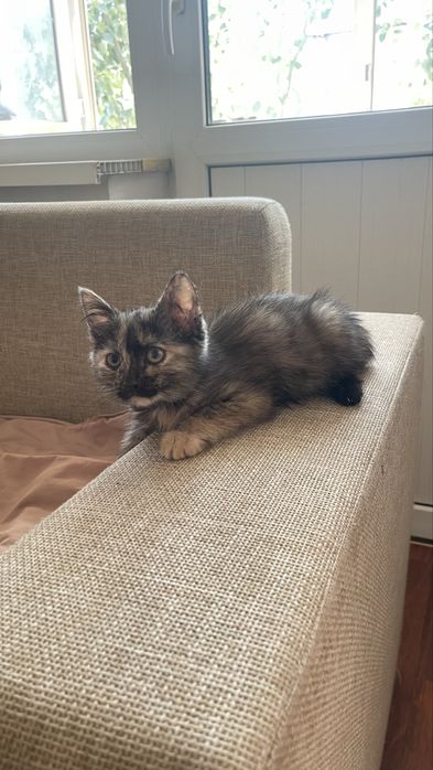 Котенок девочка