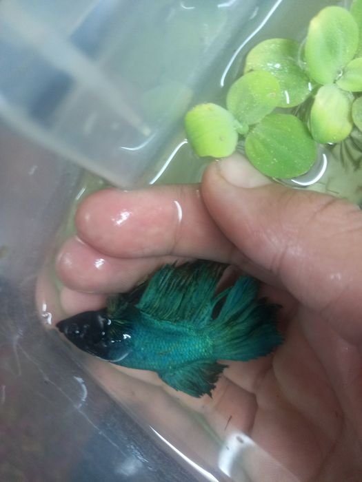 A 31  с гарантом