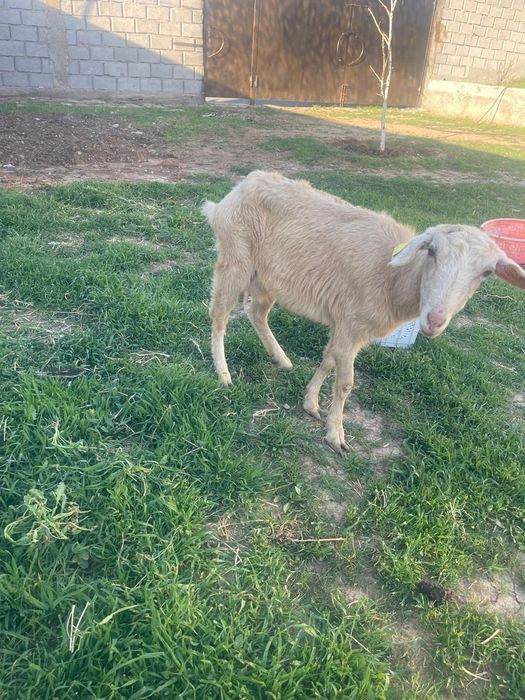 Ешки срочно сатылад