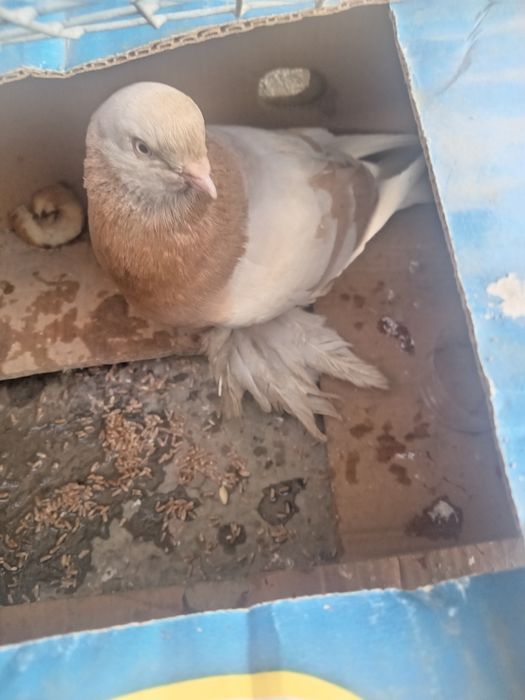 Голубь один домашний