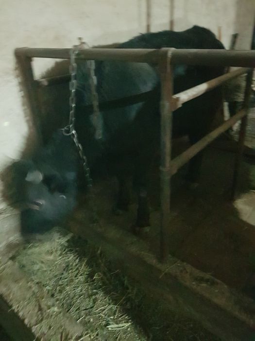 Продам  телку ф1