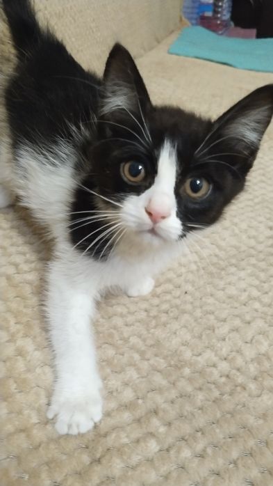 Отдам котика в добрые руки