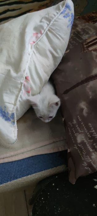 Котенок мальчик отдам