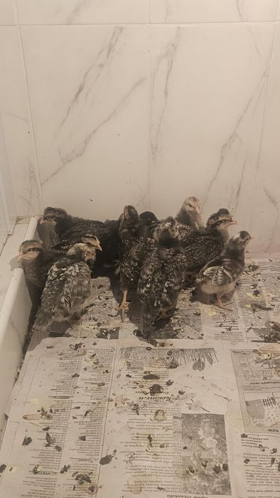 Цеплята порода  Легбар