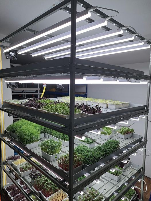 Vand raft hidroponic microplante