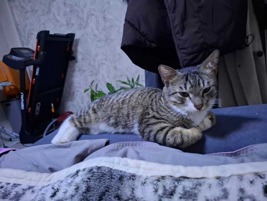 Отдам котикенка в хорошие руки