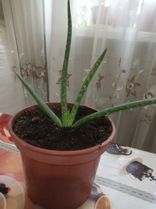 Продам комнатные растения алоэ