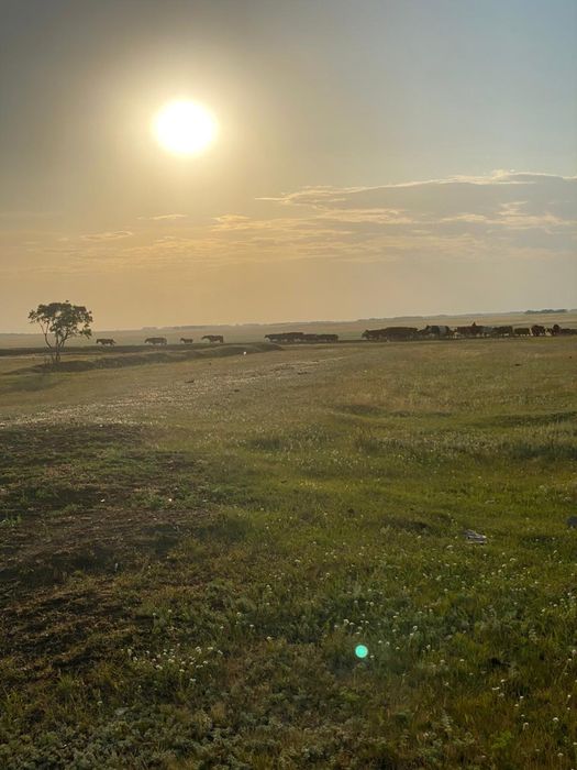 Продам птицеферму, КРС,МРС