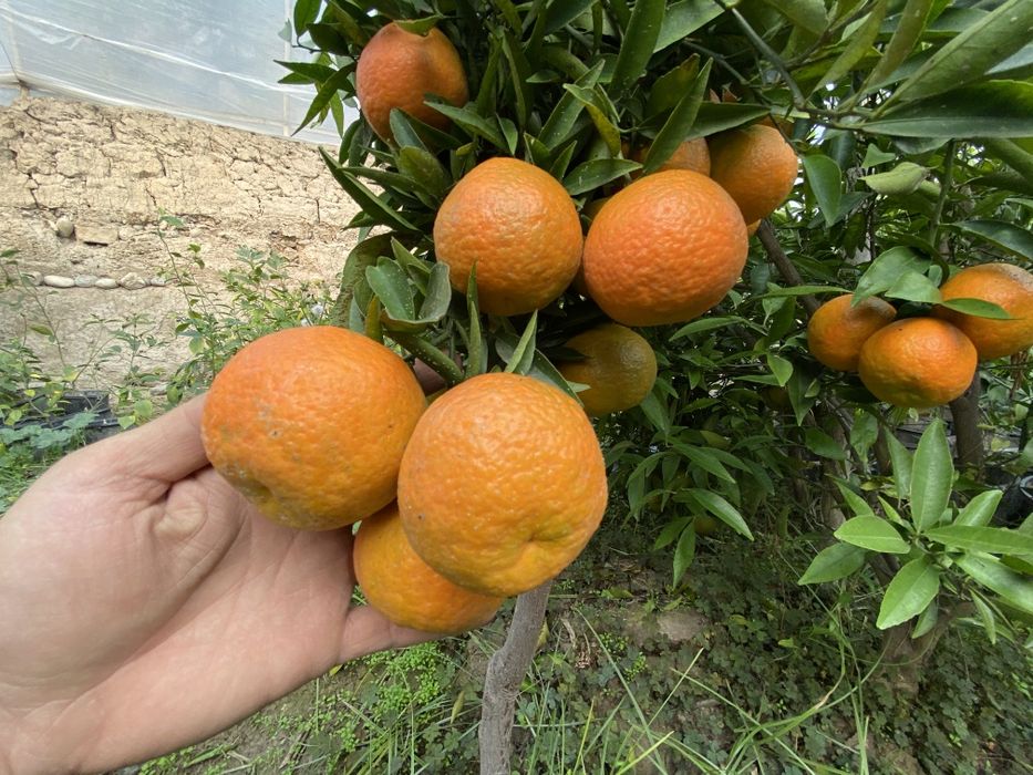 Sitrus ko'chatlar sotiladi