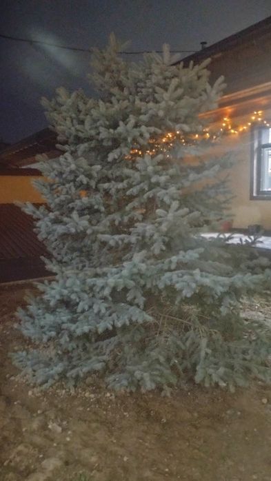 Елка прадаетция хароши