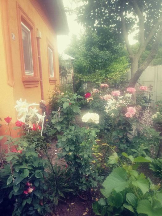 Casa vanzare cu curte si anexe 1800mp