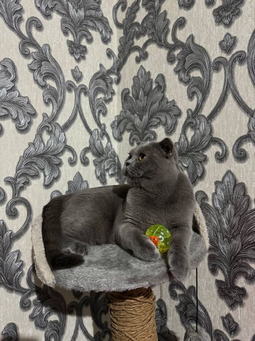 Вязка скоттиш фолд