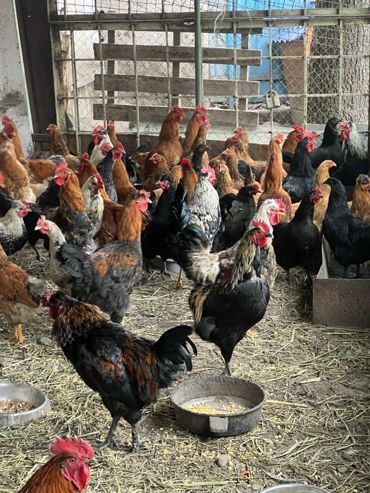 Продажа петухов в Тургене