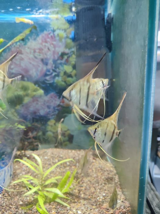 Скалярии манакапуру