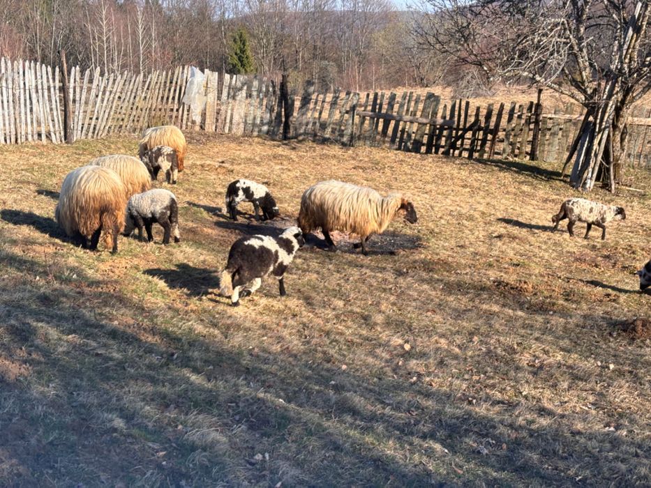Vând oi + miei!!
