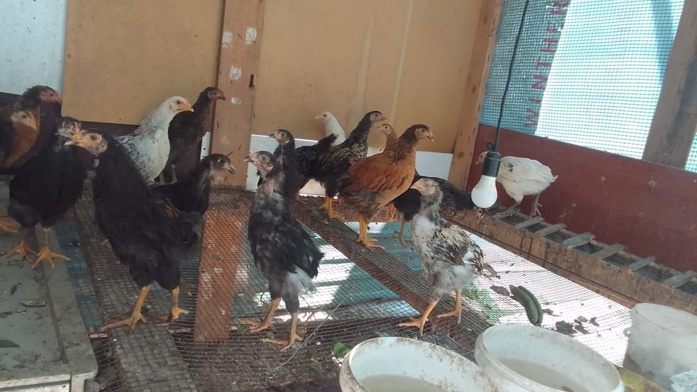 Продам домашних цыплят