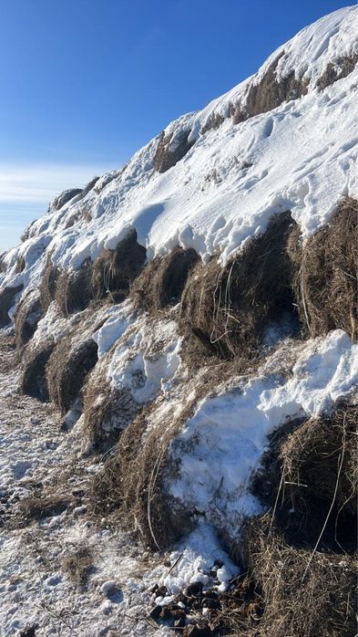 Сено , Шоп , Шөп