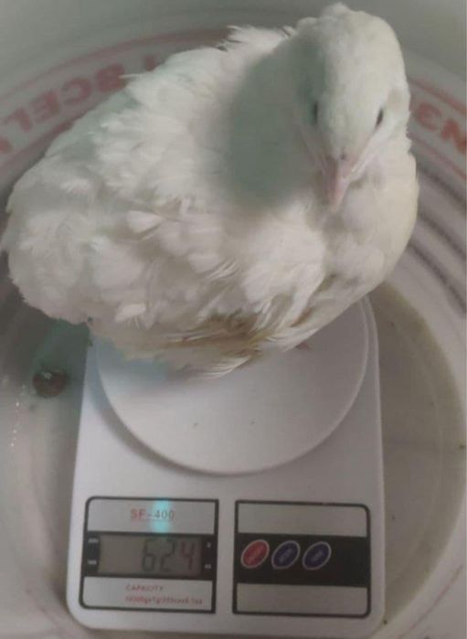 Продам перепелиное яйцо