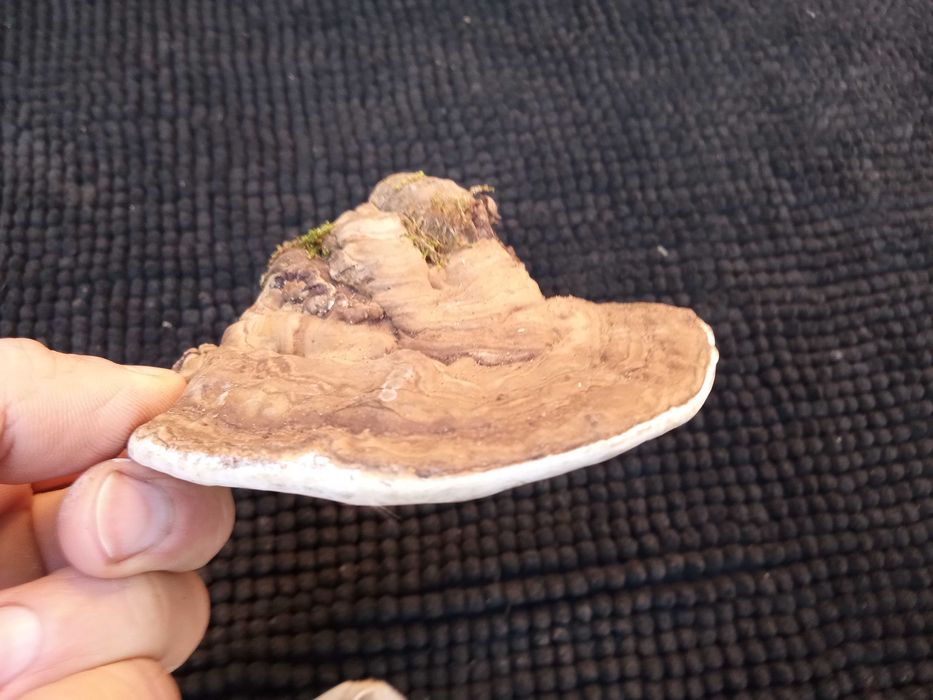 Set 3 ciuperci medicinale-efect citostatic natural