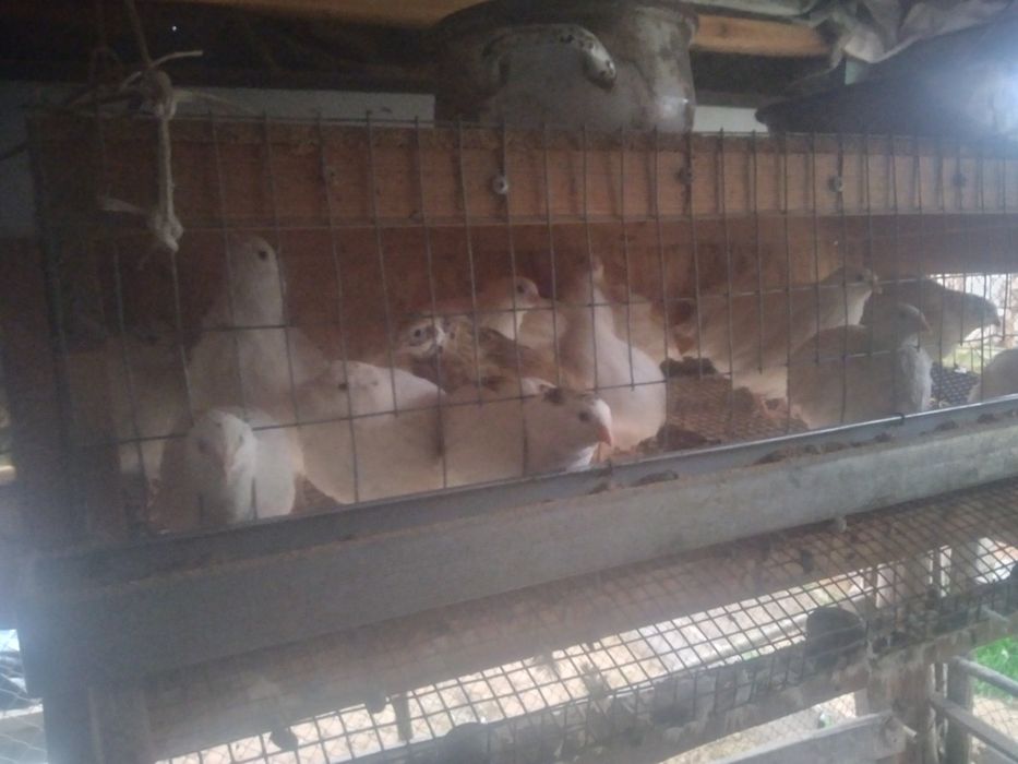 Бодене сатылады жашигимен