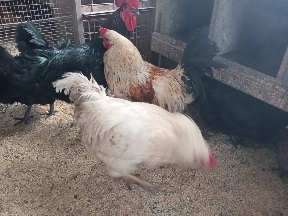 Продам молодых петухов.