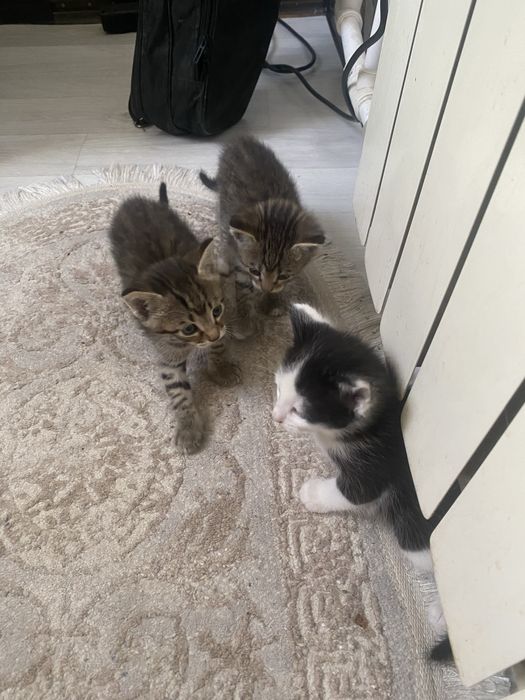 Отдам в добрые руки котят