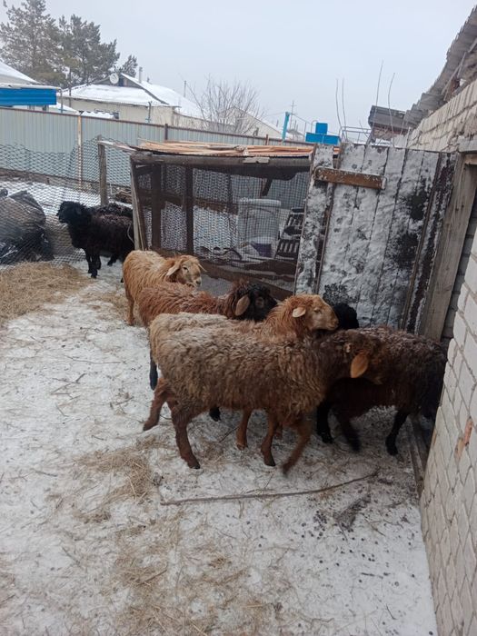 Продаются овцы и козы